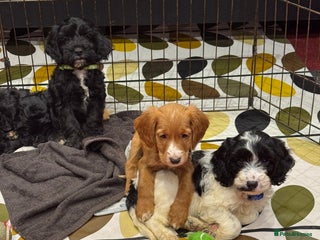 Cockapoo dogs stunning cockapoo puppies ready now 3 left - Advert 15