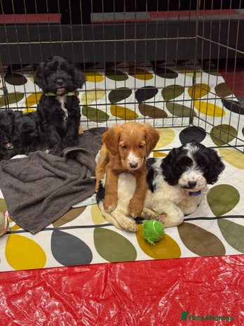 Cockapoo dogs stunning cockapoo puppies ready now 4 left - Advert 3