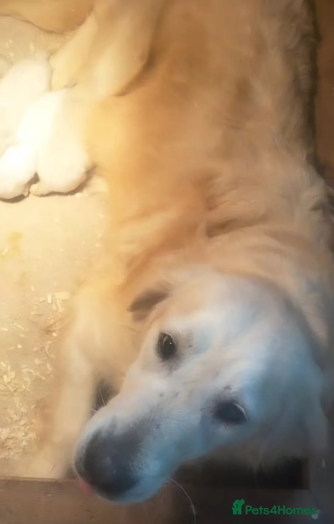 Golden Retriever dogs for sale: GOLDEN RETRIEVER PUPS - Advert 1