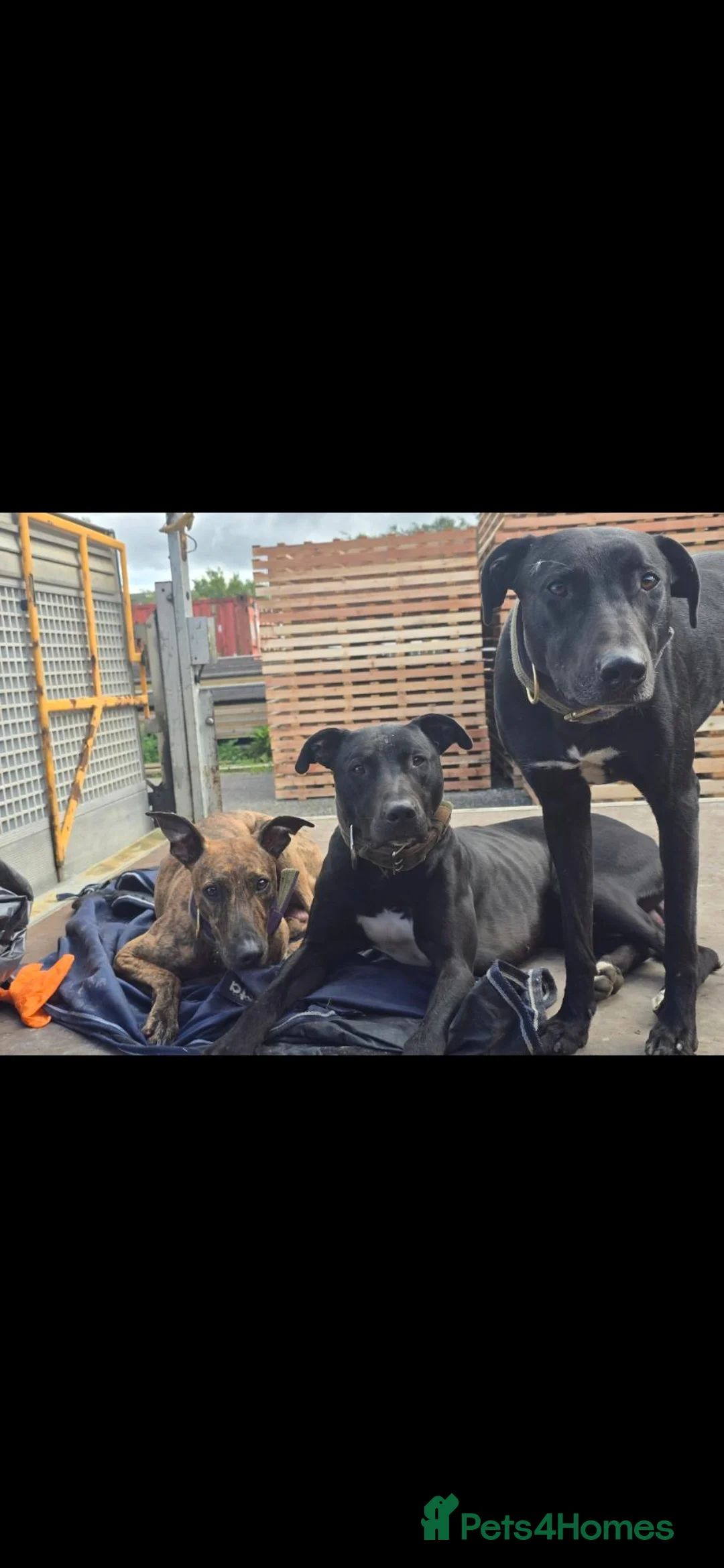 Lurcher dogs for sale: Beautiful 14 months old small male lurcher  - Advert 7