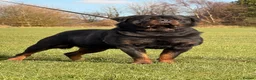 Rottweiler dogs for sale: Top quality kc reg Rottweiler pups german/serbian - Advert 22