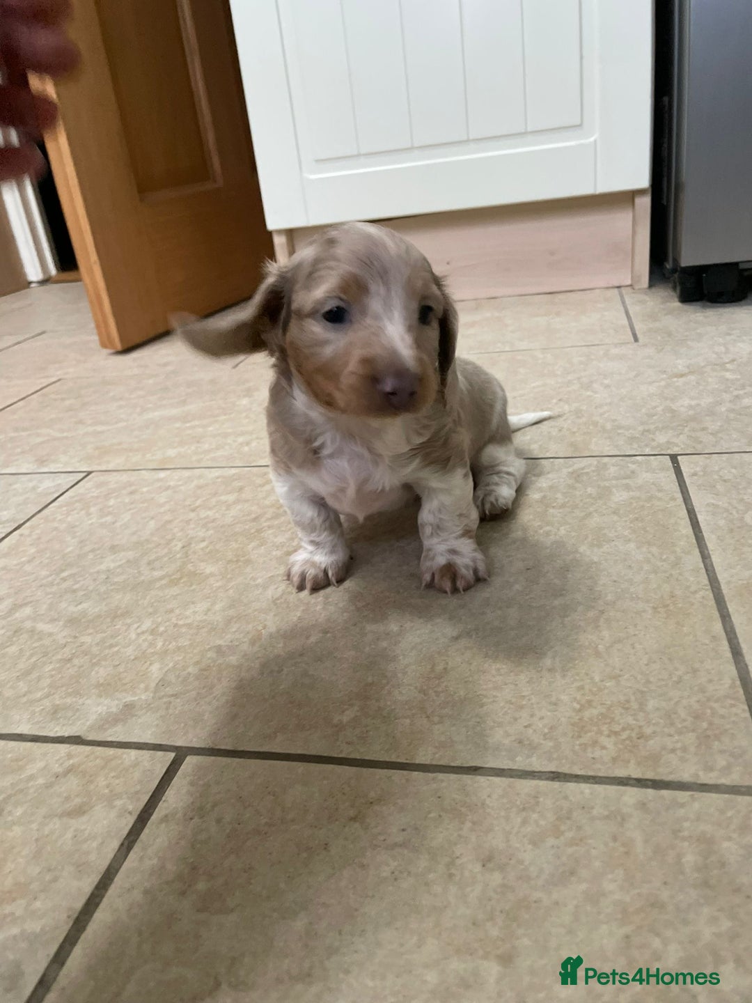 Miniature Dachshund dogs for sale: Long hair, Isabella and tan dapple / piebold  - Advert 15