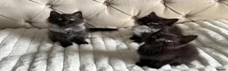 Ragdoll cats for sale: Half ragdoll kittens  - Advert 7