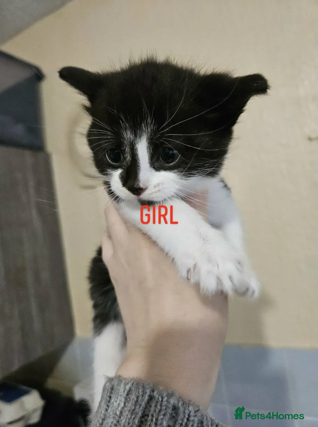 British Longhair cats for sale: 2 female kittens left  in Bristol - Advert 3