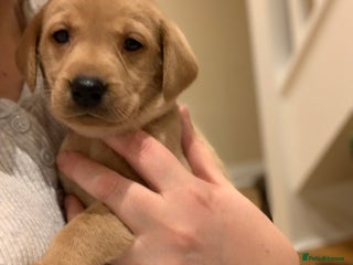 Labrador Retriever dogs Red KC registered Labrador puppies for sale - Advert 9