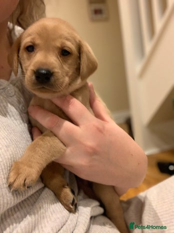 Labrador Retriever dogs Red KC registered Labrador puppies for sale - Advert 1