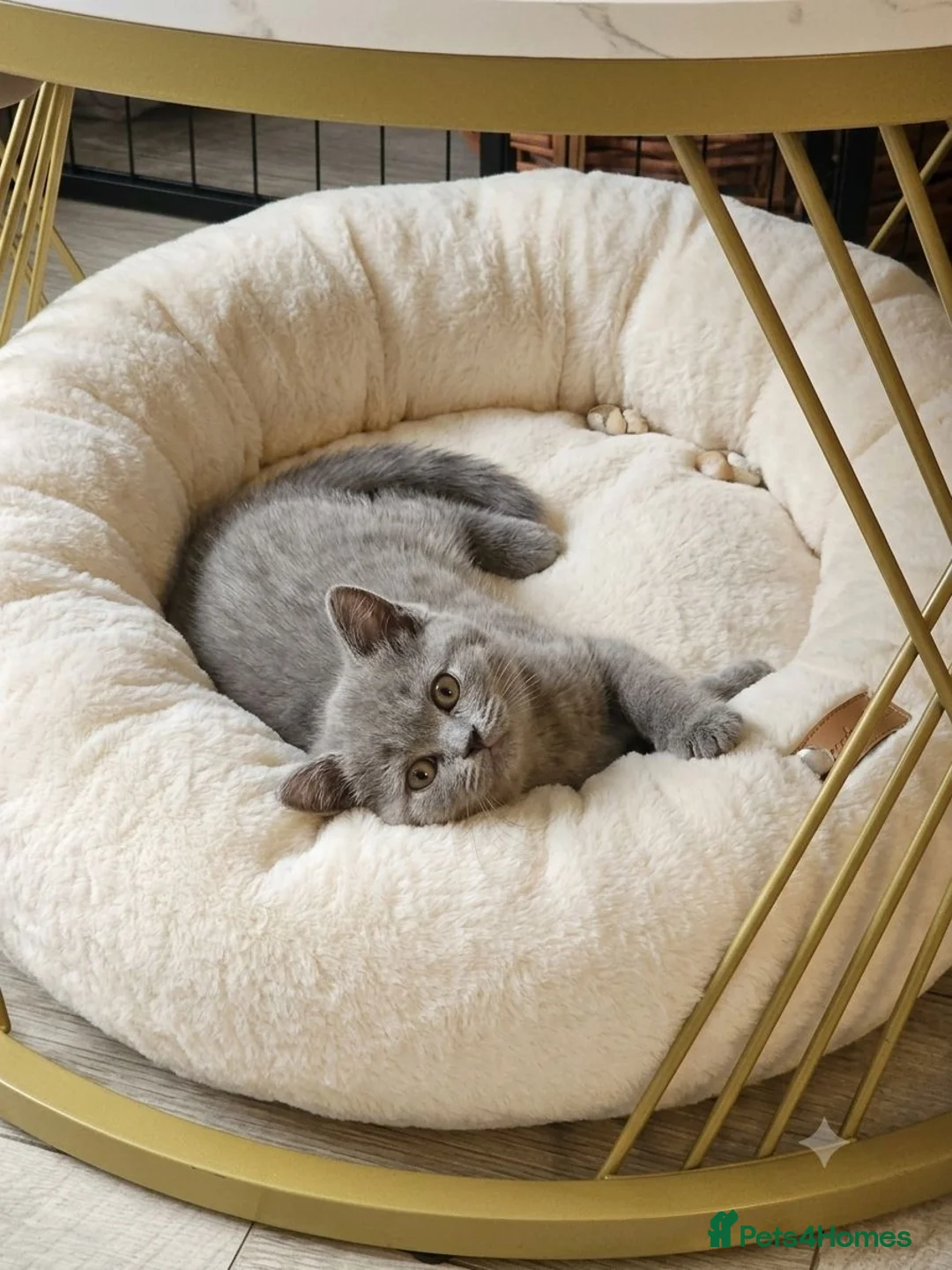 British Shorthair cats for sale: Absolutely beautiful kittens looking forever homes - Advert 1