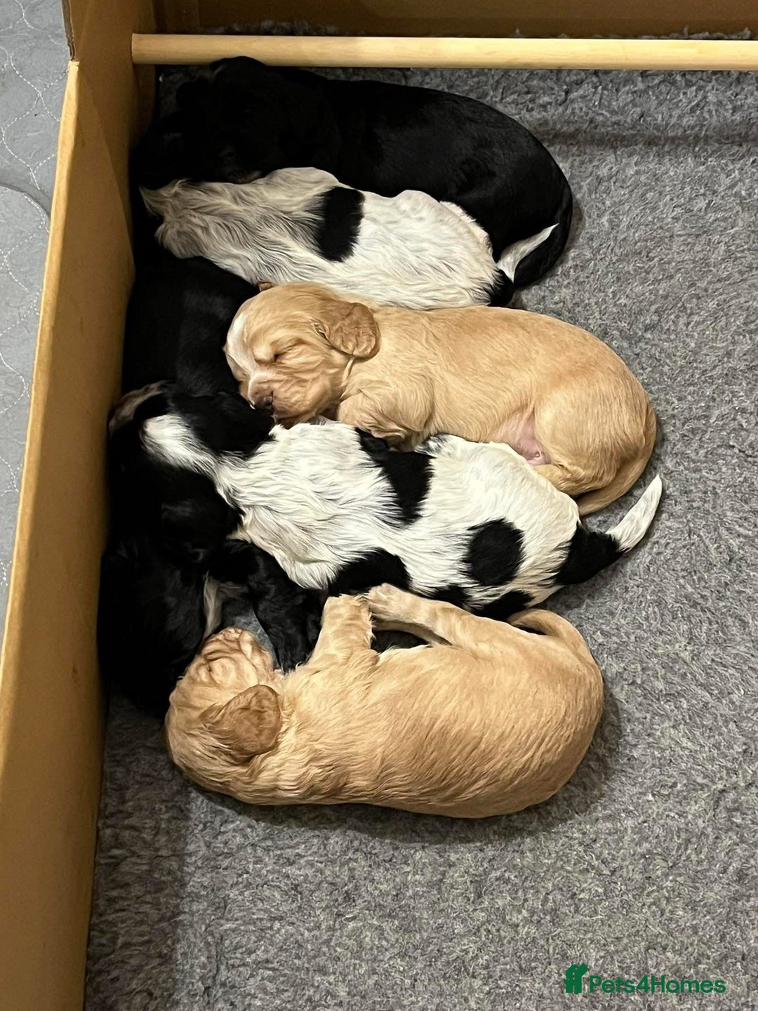 Cocker Spaniel dogs for sale: Well Bred Working Cocker Spaniel Puppies - Image 2