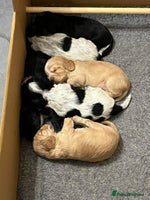 Cocker Spaniel dogs - Advert 4