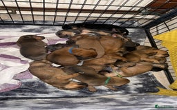 Mixed Breed dogs for sale: F4 STAFFWEILERS - Image 2