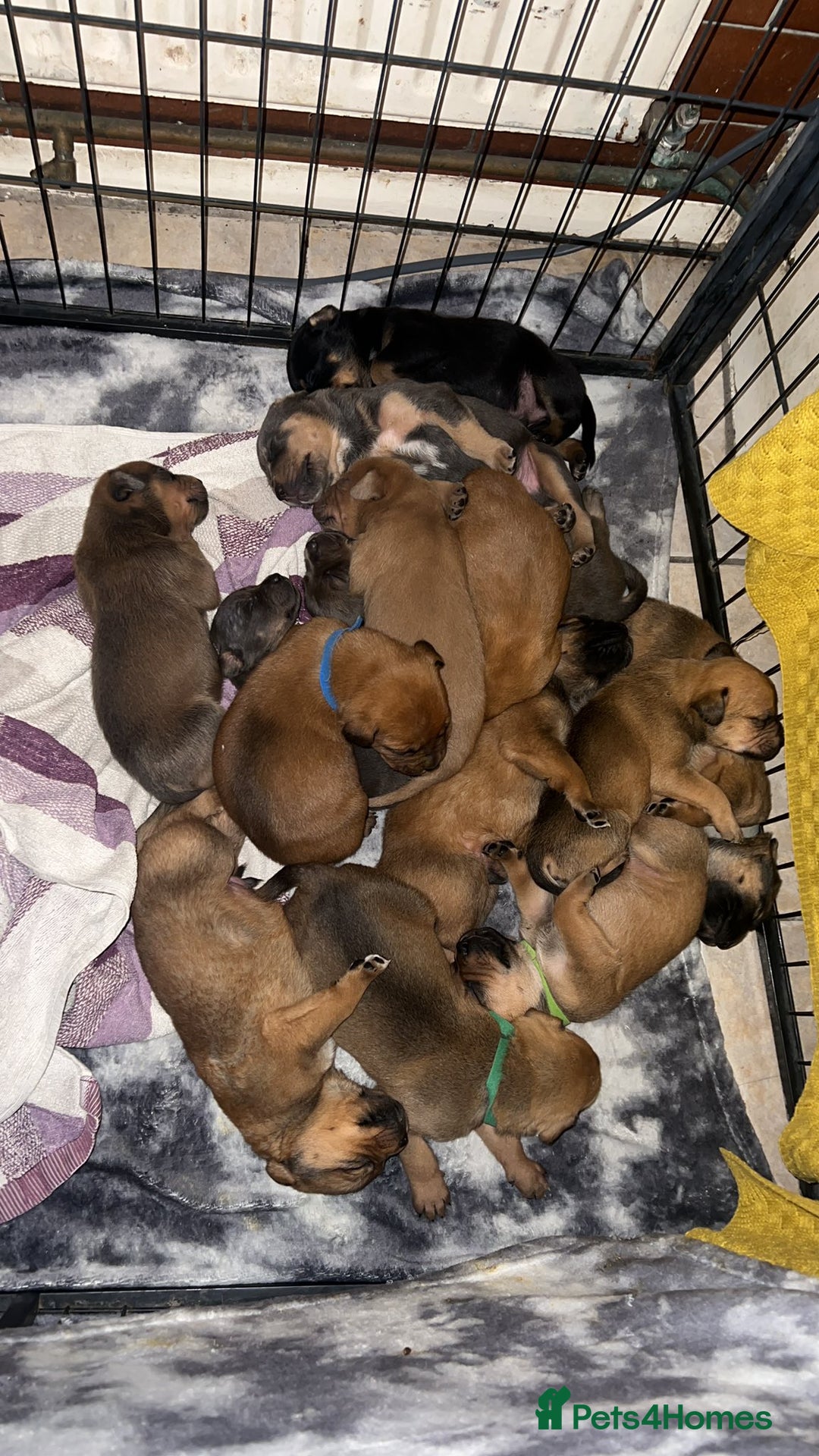 Mixed Breed dogs for sale: F4 STAFFWEILERS - Image 2