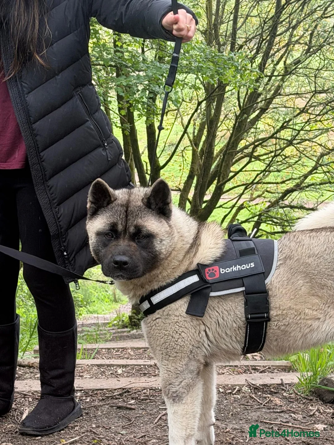 Akita dogs for sale: Champion show line imported female akita - Advert 1