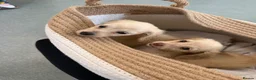 Miniature Dachshund dogs for sale: eeii Bright cream KC! Longhair miniature dachshund - Advert 5