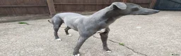 Whippet dogs for sale: KC Registered Whippet Dog, 20 months old in Swadlincote - Advert 8