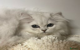 Persian cats for sale: Silver Chinchilla Persians Available! - Image 2