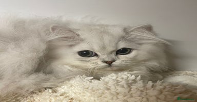 Persian cats - Advert 9