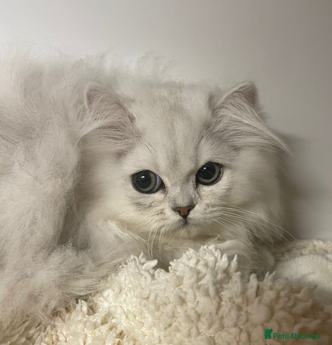 Persian cats for sale: Silver Chinchilla Persians Available! - Image 2