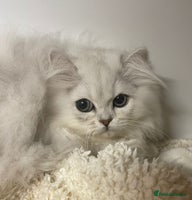 Persian cats - Advert 14