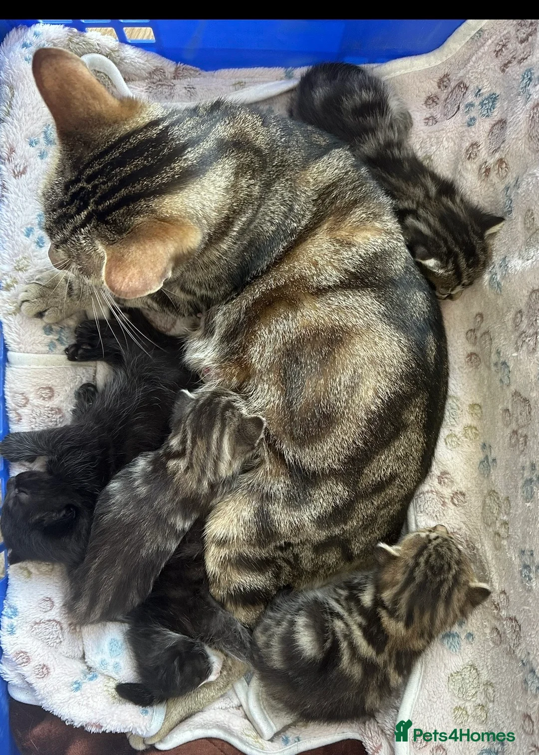 Mixed Breed cats for sale: Mixed Breed Kittens - 2 Female, 2 Male in Sheffield - Advert 4
