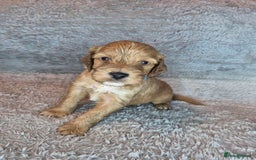 Irish Doodle dogs for sale: Toy Irish Doodle Puppies For Sale  - Image 12
