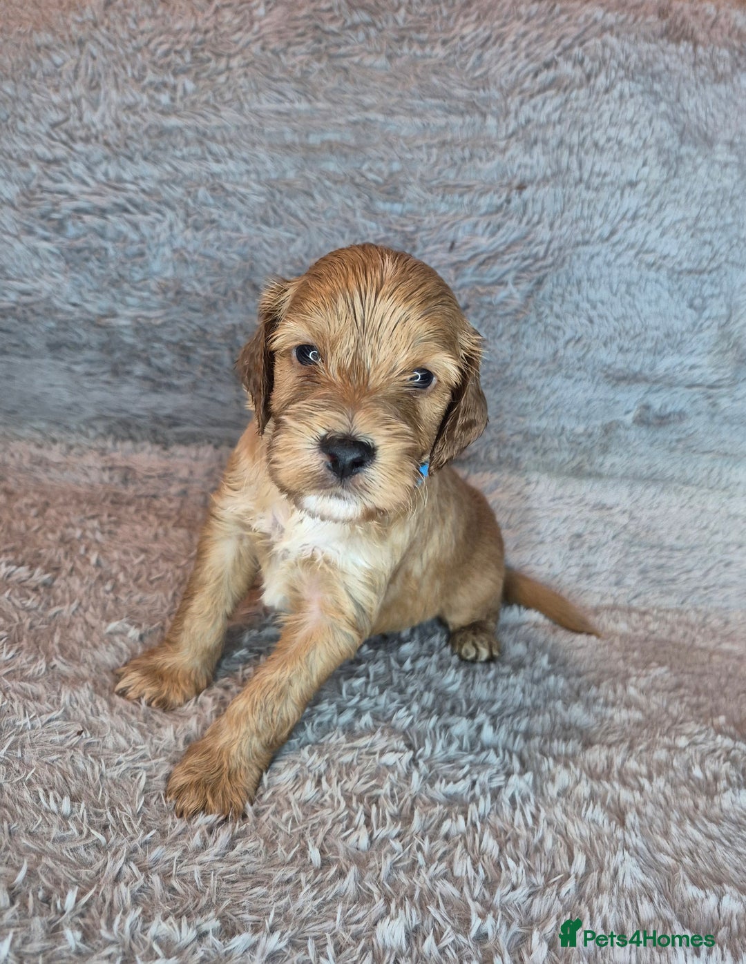 Irish Doodle dogs for sale: Toy Irish Doodle Puppies For Sale  - Image 12