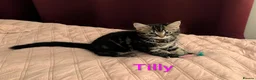 Domestic Shorthair cats for sale: READY TO LEAVE NOW🩵🩷 - Advert 19