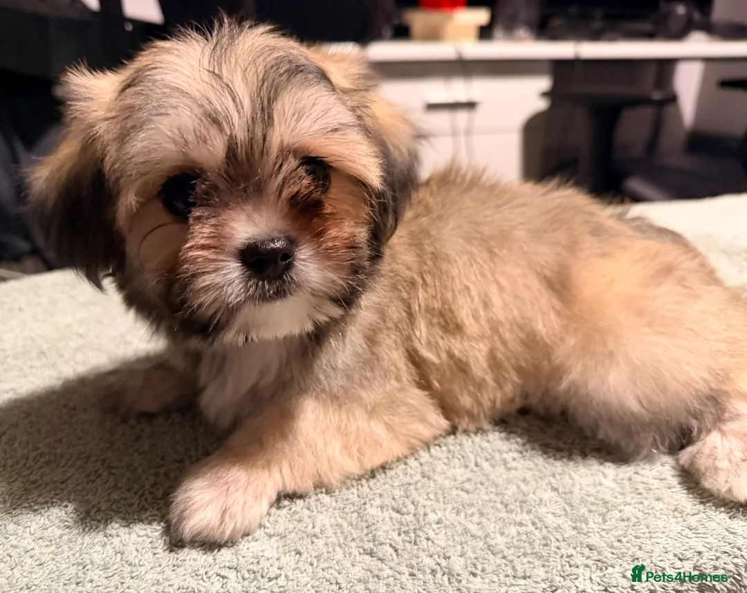 Mixed Breed dogs for sale: Ready now Malchi fluffy puppies  - Advert 19