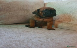 Cane Corso dogs for sale: Cane Corso pups  - Image 7
