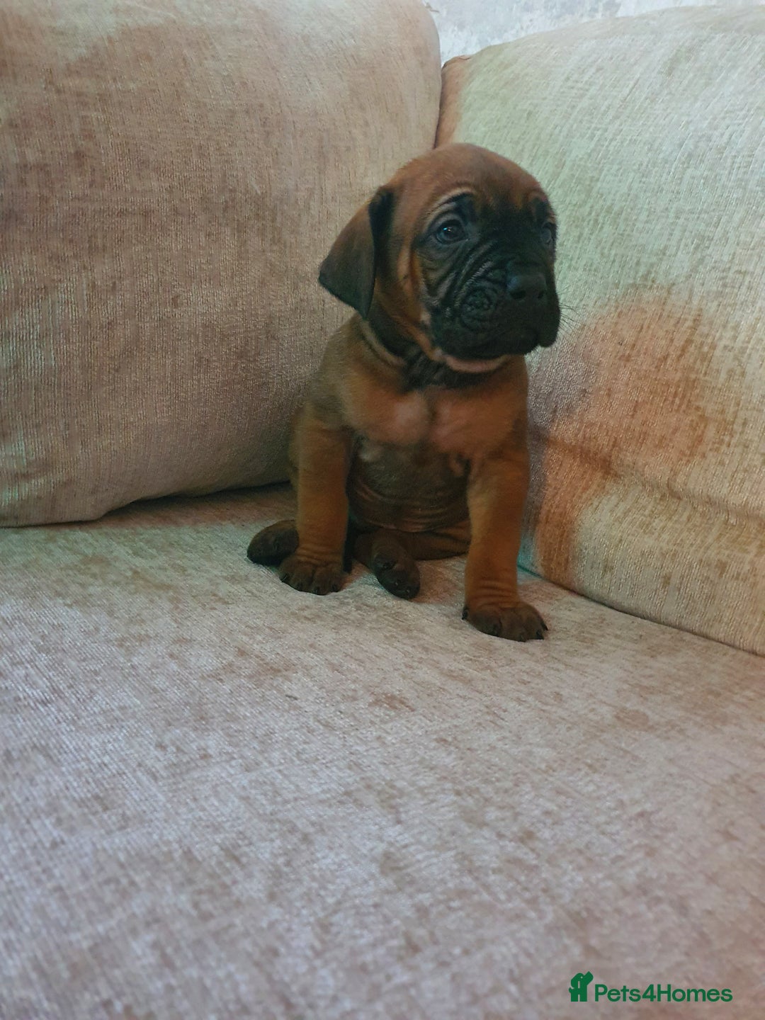 Cane Corso dogs for sale: Cane Corso pups  - Image 7