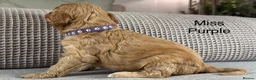 Double Doodle dogs for sale: A REALLY EXCITING MIX OF BREEDS. GORGEOUS!!! - Advert 16