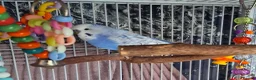 Budgerigars birds for sale: Male and Female budgies in Shrewsbury - Advert 6