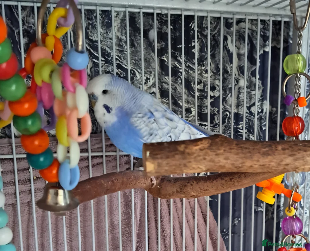 Budgerigars birds for sale: Male and Female budgies in Shrewsbury - Advert 6