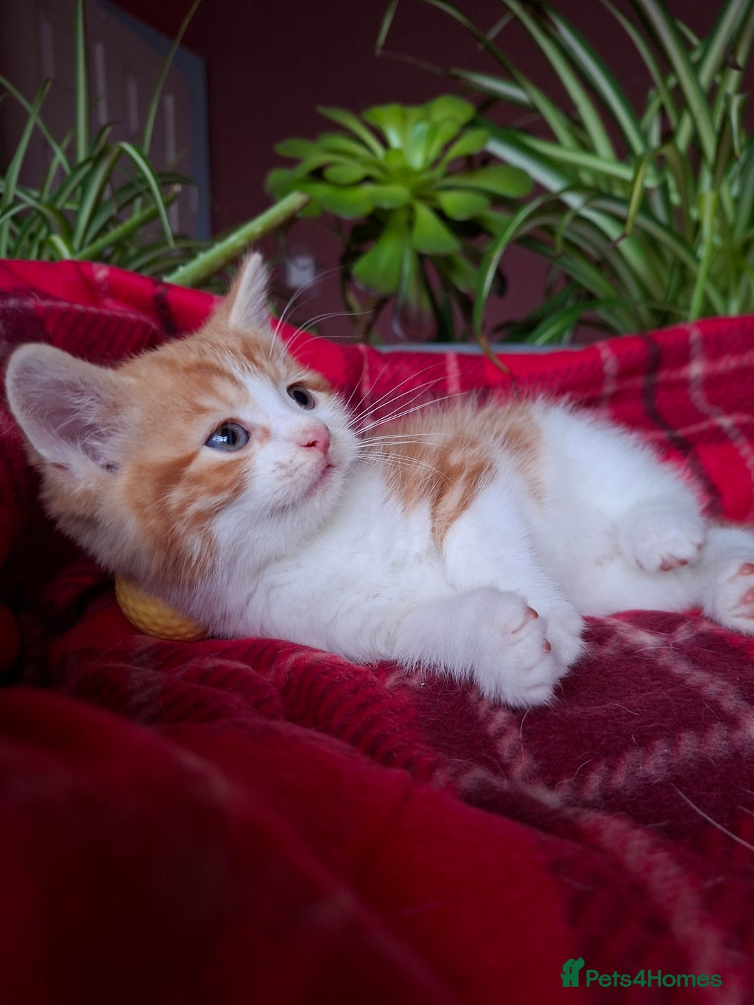 Scottish Fold cats for sale: Adorable Longhair & Shorthair Kittens- Prices Vary - Advert 14