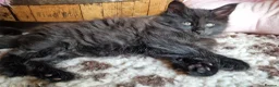 Mixed Breed cats for sale: Mainecoon Kittens  - Advert 6