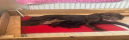 Sprocker dogs for sale: Beautiful littler of sprocker puppies  in Derby - Advert 8