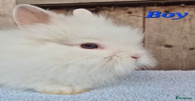 Lionhead rabbits - Advert 4