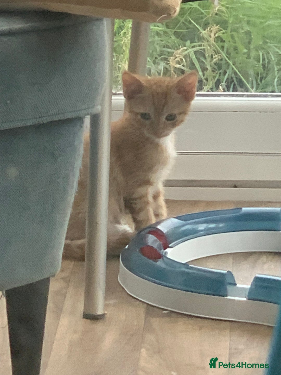 Mixed Breed cats for sale: Beautiful kittens  - Image 3