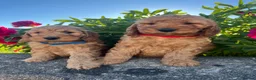 Cockapoo dogs for sale: Stunning cockapoo puppies  - Advert 3