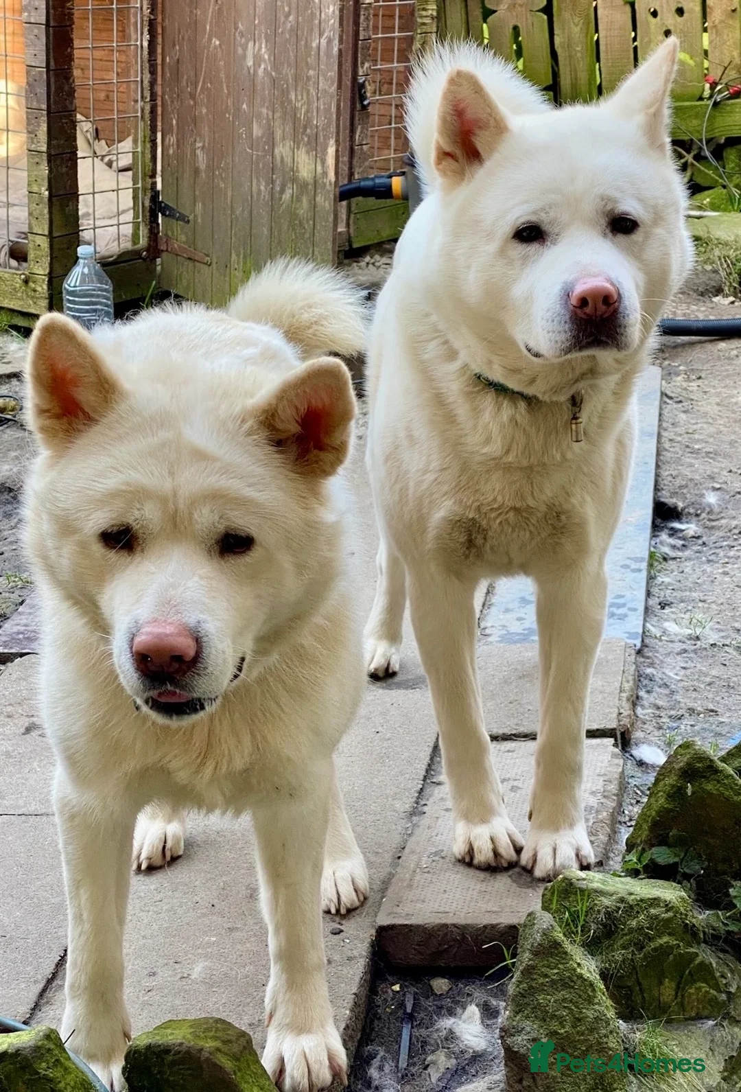 Japanese Akita Inu dogs for sale: Beautiful Japanese Akita Puppies 3 Stunning girls - Advert 17