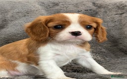Cavalier King Charles Spaniel dogs for sale: Health Tested cavalier puppies  - Image 12