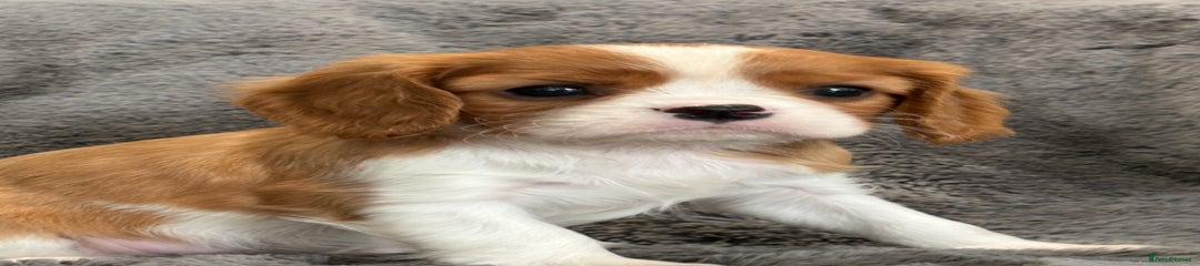 Cavalier King Charles Spaniel Puppy 4