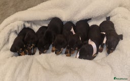 Dachshund dogs for sale: Beautiful miniature dachshund puppies for sale  - Image 3