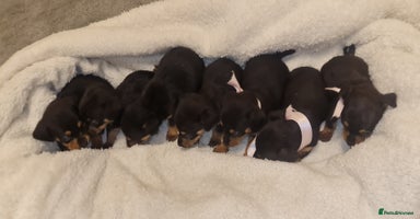 Dachshund dogs - Advert 13