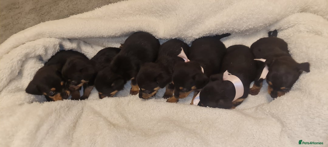 Dachshund dogs for sale: Beautiful miniature dachshund puppies for sale  - Image 3