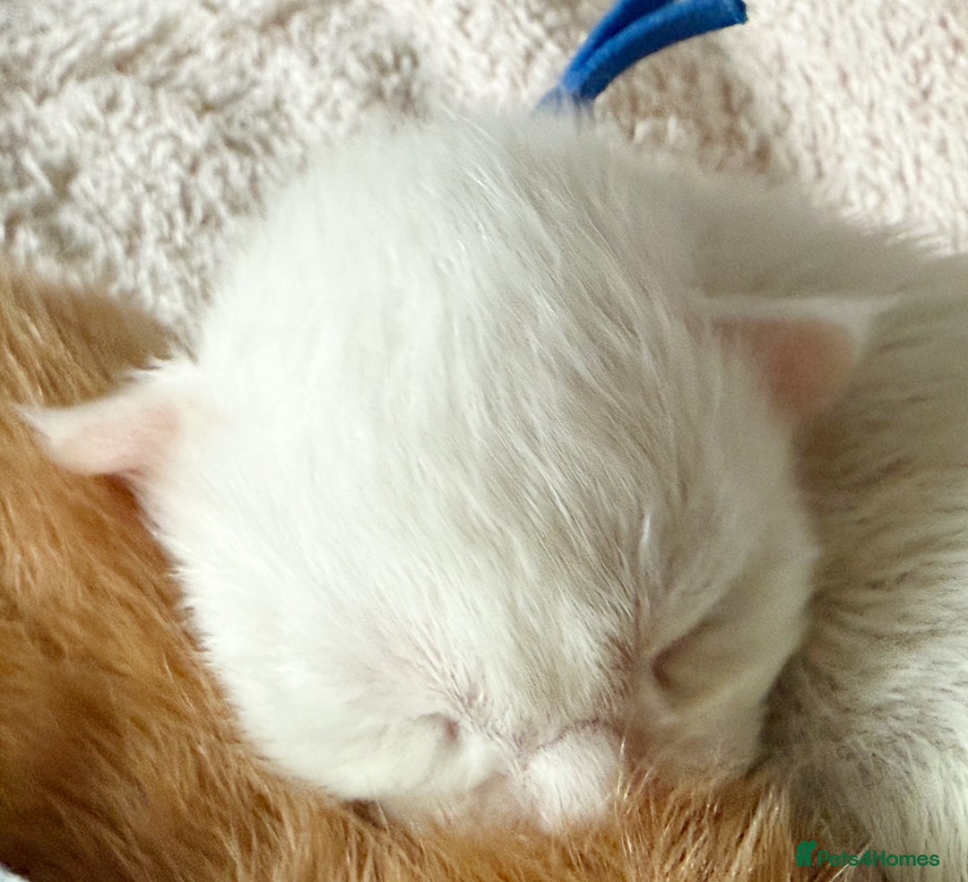 Maine Coon cats for sale: ANDERPRIDE HAVE KITTENS- INTEREST  OPEN  - Image 30