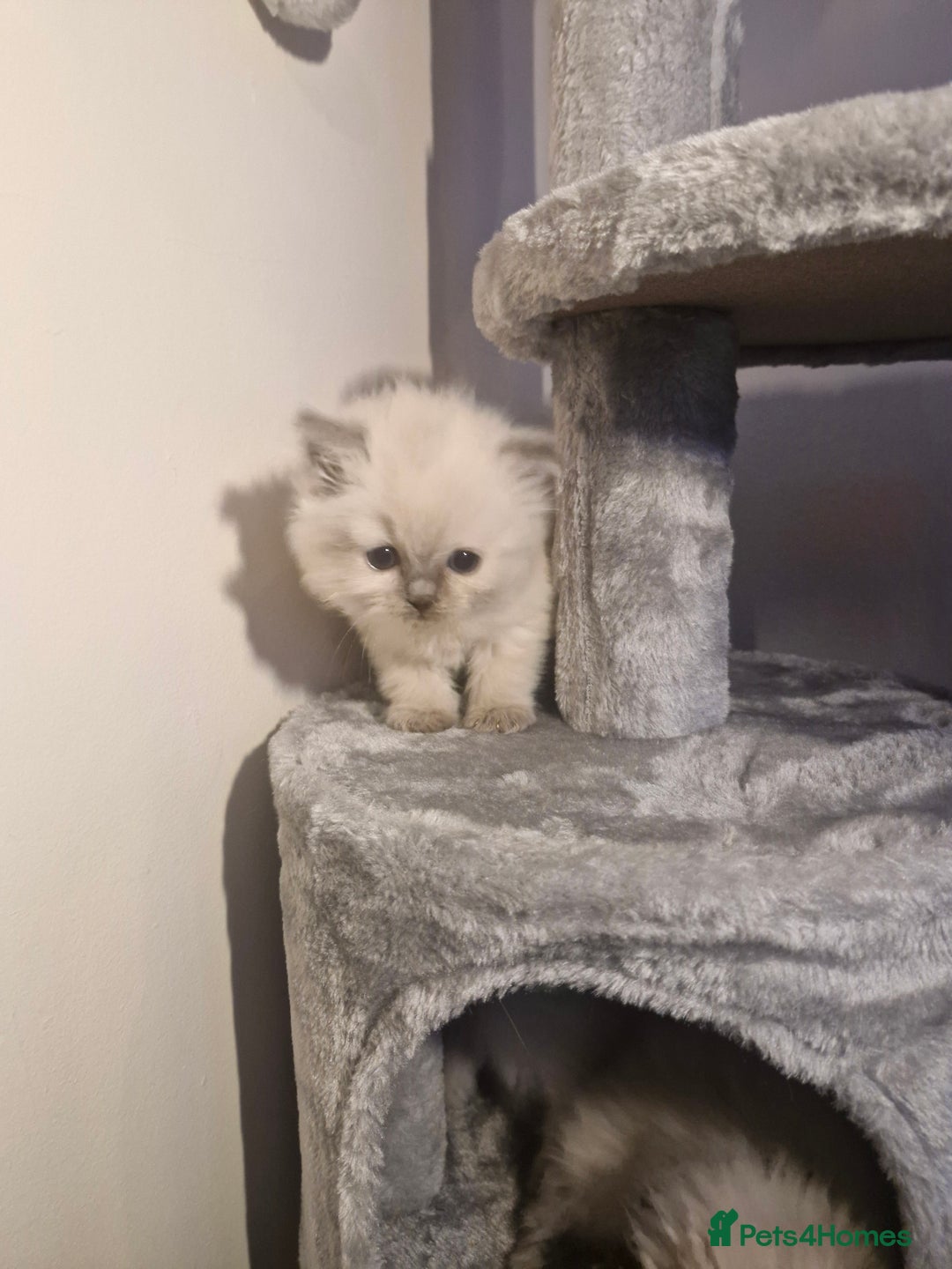 Ragdoll cats for sale: Lovely ragdoll baby's  - Advert 17