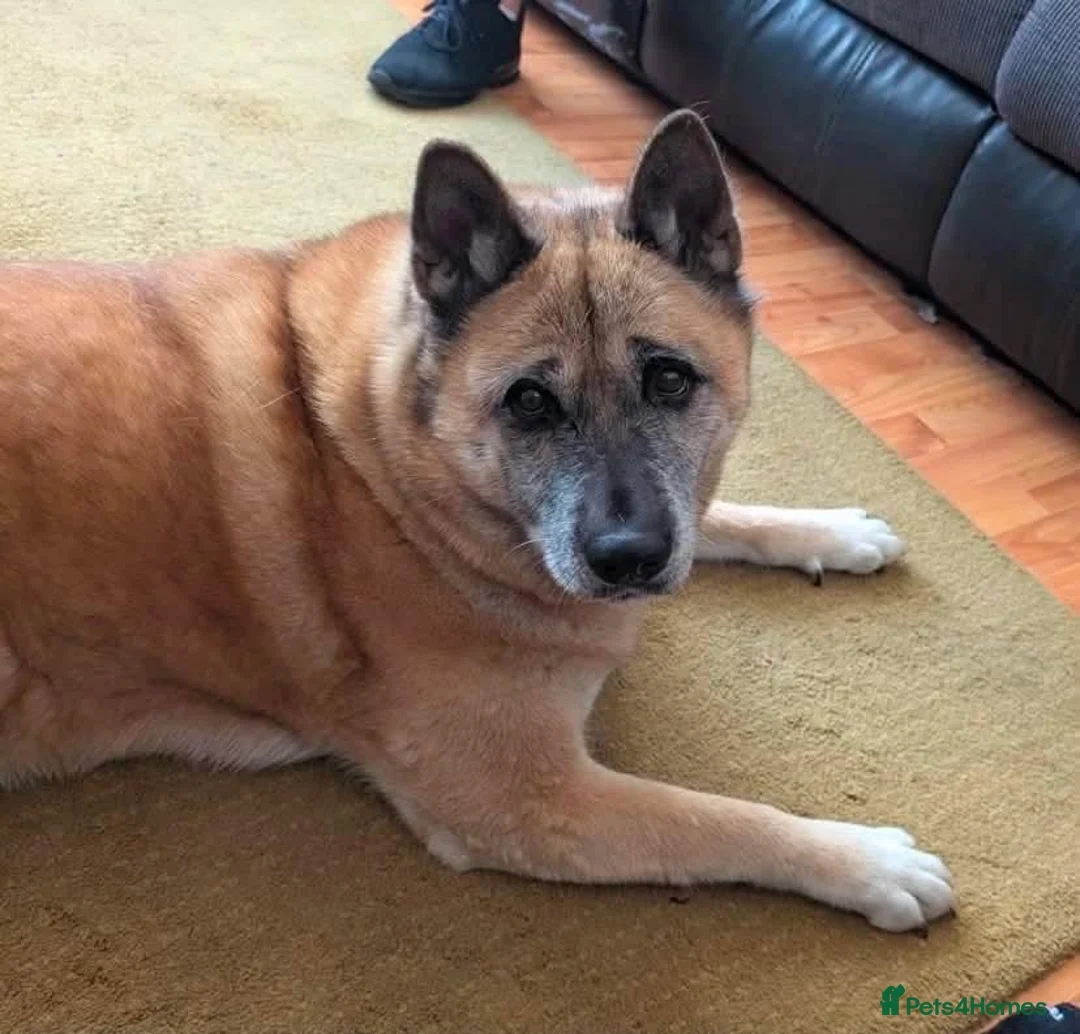 Akita dogs for adoption: Naala - Advert 1