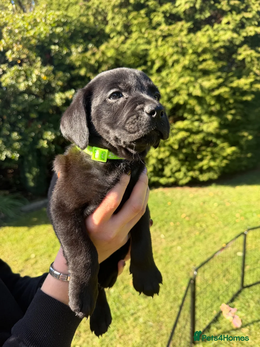 Labrador Retriever dogs for sale: Beautiful Labrador Puppies - 5 available  in Barrow-upon-Humber - Advert 2
