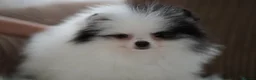 Pomeranian dogs for sale: Cute puppies  - Advert 20
