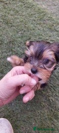 Yorkshire Terrier dogs last available Yorkshire Terrier boy - Advert 8